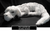 TOUT SAVOIR SUR FALKOR, FUCHUR